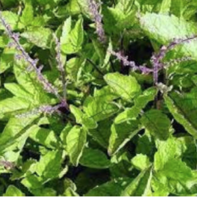 Holy basil essential oil, certified organic image 0